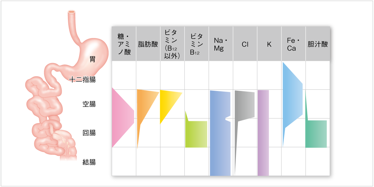図2 正常腸管での各種栄養素の吸収部位